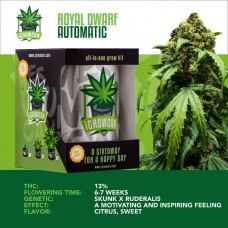 IGROWCAN - Royal Dwarf Auto